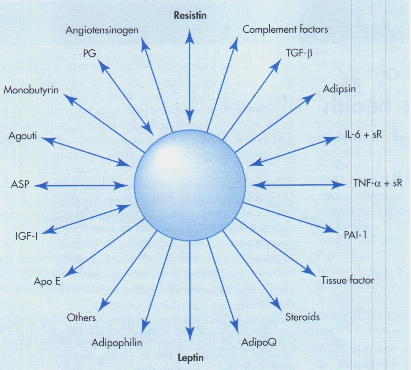 Bílá tuková tkáň zdroj energie a její interakce ( Gema Frubeck 2001) Ang,-angiotensin; ANP, atrial natriuretic peptid; CCK, cholecystokinin; EGF, epidermální růstový faktor; FGF, fibroblastový