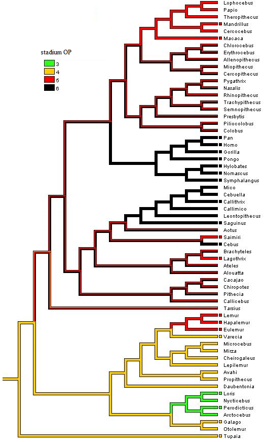 obr. 12 Fylogenetický strom odhadující ancestrální stav znaku OP u primátů metodou maximální parsimonie.
