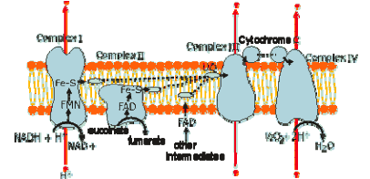 je kofaktorem v různých enzymových reakcích, tj.