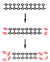 Nukleázy Dnáza I (deoxyribonukleáza I) nespecifická, štěpí ss i dsdna vytváří jednořetězcové zlomy, od kterých se DNA dále degraduje na di-, tria tetranukleotidy fosforylované na 5 konci využití: