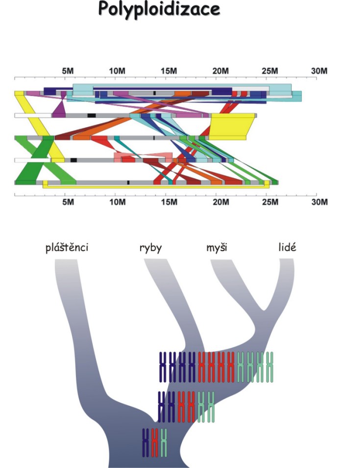 Polyploid je zjednodušeně řečeno organismus obsahující více než obvyklé dvě