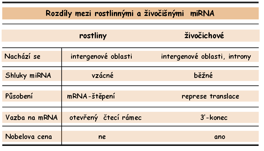 s mirna tzv. RISC komplex (RNA-induced silencing complex). Aby RISC komplex mohl vytvořit funkční efektorový komplex, dsrna původní mirna molekuly je rozdělena na jednotlivé ssrna řetězce.