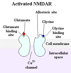 Glutamát Nejčastější excitační neurotransmiter CNS Syntéza: z 2-OG z citrátového cyklu (GDH či transaminasy) deaminace glutaminu (glutaminasa) Postsynaptické receptory: NMDA (N-methyl-D-aspartát):
