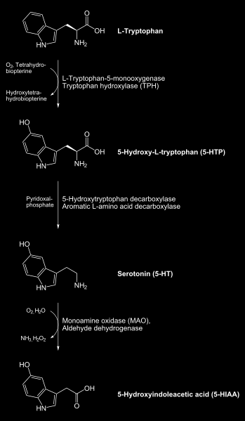 Předpokládá se, že 5-HT se uvolňuje ze serotonergických uzlin do zvláštního neuronálního prostoru, jinými slovy z uzlin podél axonu (odstředivě vodivého výběžku neuronu) na rozdíl od klasické