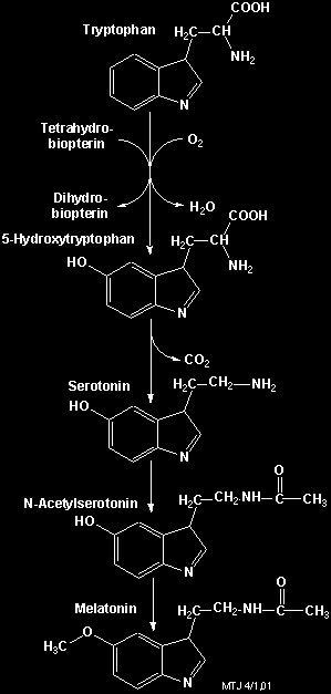 Melatonin hormon, který je produkován epifýzou (nadvěskem mozkovým, tzn. částí mezimozku). Vzniká zde N-acetylací serotoninu (5-hydroxytryptamin) a následnou O-methylací.