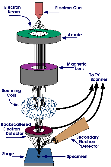 Schema elektronového mikroskopu Zdrojem elektronů je elektronová tryska - nejčastěji wolframové žhavené vlákno, umístěné v tzv. Wehneltově válci.