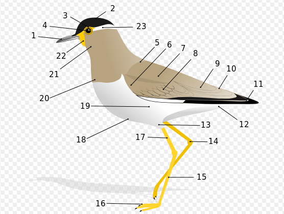 třída Ptáci (Aves) 1. Kde se ptáci vzali? Ptáci se postupně vyvinuli z plazů a peří vzniklo přeměnou plazí šupiny. 2.