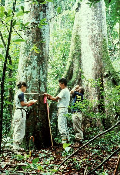 Gradual change hypothesis Meziroční fluktuace-sekulární změny klimatu kompetitivní vyloučení je znemožněno postupnou výměnou druhové skladby Barro Colorado Island 50 ha