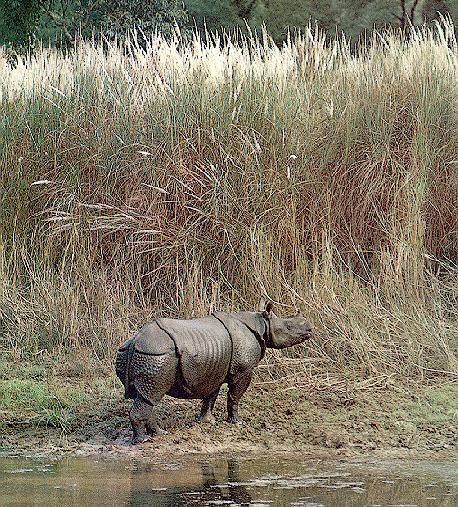 rozšíření Bison bison nosorožec sumaterský 275 některé vyhubené druhy - 500 let / cca 800 druhů ostrovy přímé