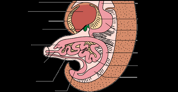 Embryologie Pupečník se vyvíjí ze zárodečného stvolu (komunikace mezi středním střevem a žloutkovým váčkem) Zužuje se v