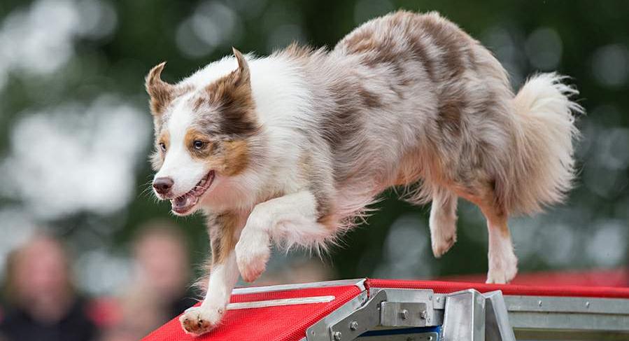 Ze světa psů Border kolie Základní informace Oficiální název: Border collie Skupina: I. FCI, sekce 1 Historie plemene Plemeno border kolie pochází z Velké Británie.