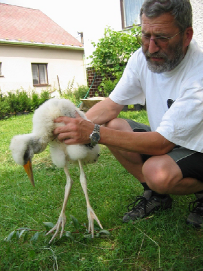 Spolupracujeme nejen s okolními stanicemi a Zoologickou zahradou v Plzni, ale také s veteriná/i MVDr. Sutnarem z Blovic a MVDr. Rampichem, veteriná/em ZOO PlzeB.