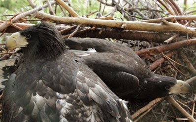 Budoucnost Mláďata orlů kamčatských na hnízdě Pár orlů kamčatských odchoval dvě mláďata Každoročně se v brněnské zoo rodí stovky mláďat, loni se jich narodilo přesně 822.