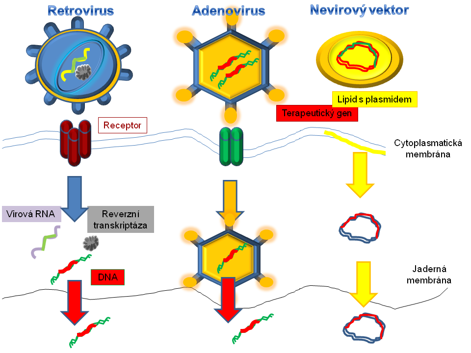 Vektory používané v genových terapiích. Výsledkem všech tří způsobů je dopravení DNA s genem zájmu do buněčného jádra, začlenění do hostitelské DNA, transkripce a translace.
