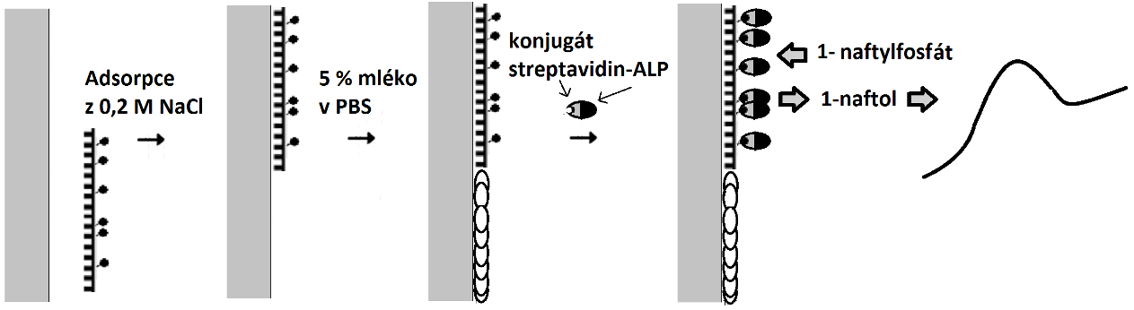I ( A) Obr.2. Schéma procedury adsorpce řet zc enzymatickou detekcí pomocí SALP. na pentilkovou elektrodu s následnou Obr. 3.