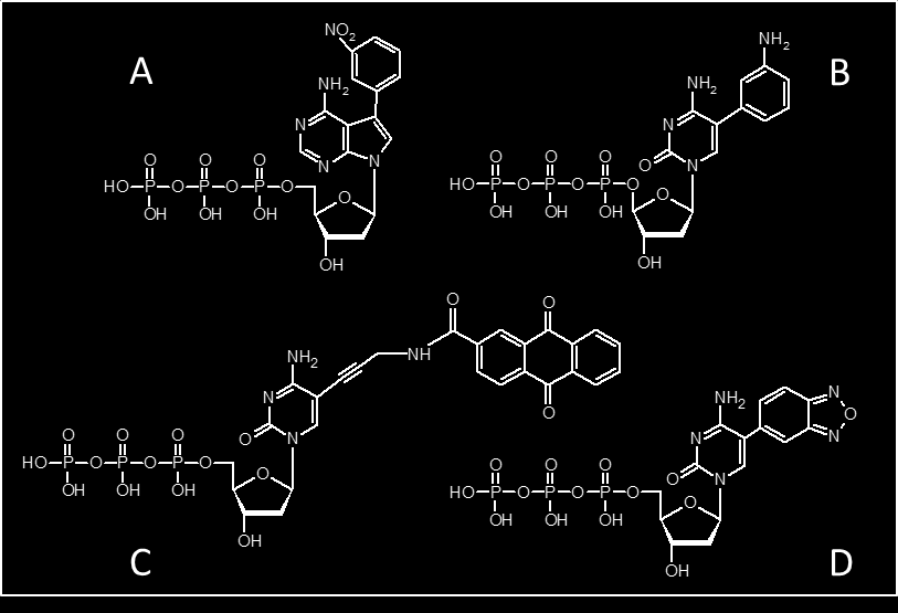 Obr. 1 dntp značené: nitroskupinou (A), aminoskupinou (B), antrachinonem (C), benzofurazanem (D).