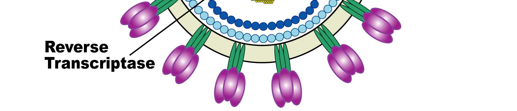 Co je virus HIV Patří do skupiny