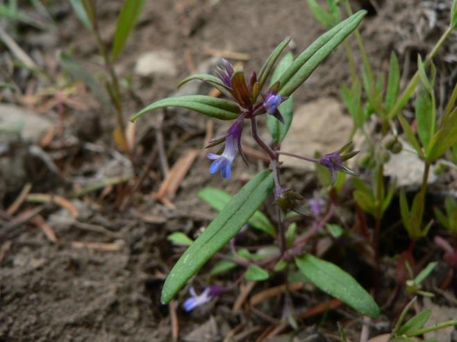 Collinsia verna