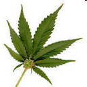 Marihuana (hašiš) Cannabis sativa 42letá snědla 4 koláčky, které přinesl syn. Později se dozvěděla, že obsahují marihuanu.