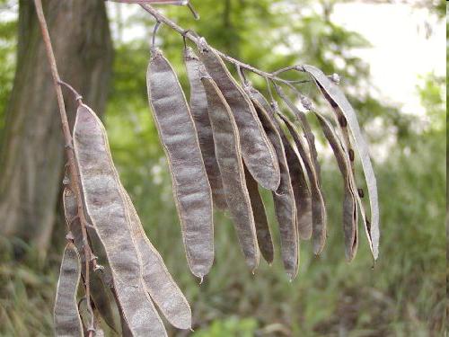 Akát trnovník Robinia pseudoakacia Rostlina (kromě květů) obsahuje toxalbuminy robin a fasin. 2 sestry 8 a 9 let snědly každá několik semen.