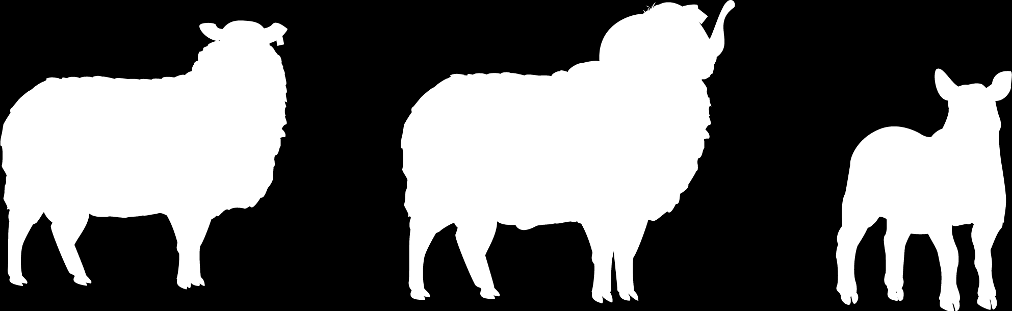 Ovce Cíle hodiny: Seznámit děti s ovcemi, prostředím, v němž žijí, a s ovčími produkty.