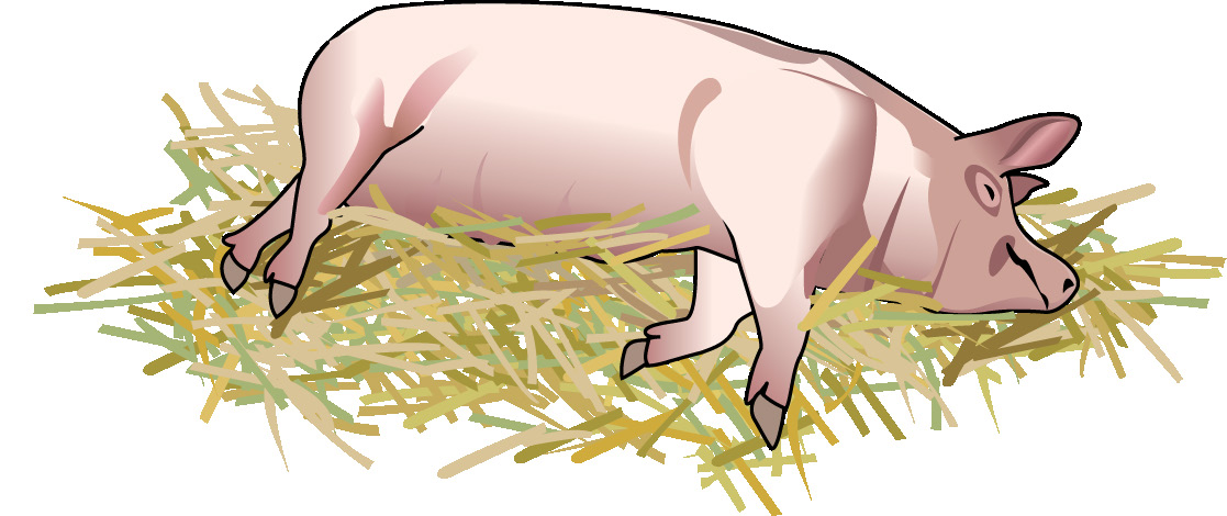 Kde prasata žijí? Zemědělci obvykle chovají prasata ve vepřínech. Co nám prasata dávají? Prasata nám dávají maso, které jíme např. v podobě šunky, slaniny nebo klobás.