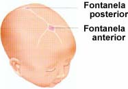 úpony šlach a klouby) ZAKŘIVENÍ PÁTEŘE naznačeno již u plodu, fixuje se v 6-7 letech (bederní lordóza až v pubertě) -krční lordóza vzpřimování hlavy - bederní