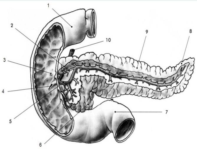 Teoretická část nou (přeměněným zbytkem pravého mezoduodena). Mezi hlavou a tělem pankreatu je na spodním okraji zřetelná incisura pancreatis, ve které jsou uloženy kmeny v. et a.