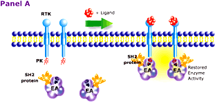 Inhibice receptorových tyrozinkináz Receptory s vnitřní tyrozinkinázovou aktivitou (RTK): za normálních podmínek se na receptory váží růstové faktory mitogeny produkované různými buňkami