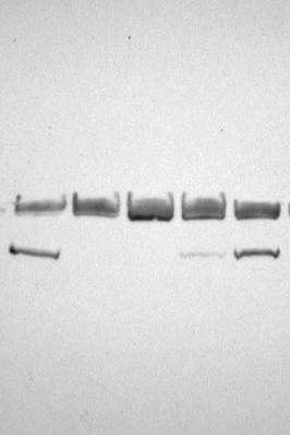 Protein 14-3-3 K+ K- V- V+ V+