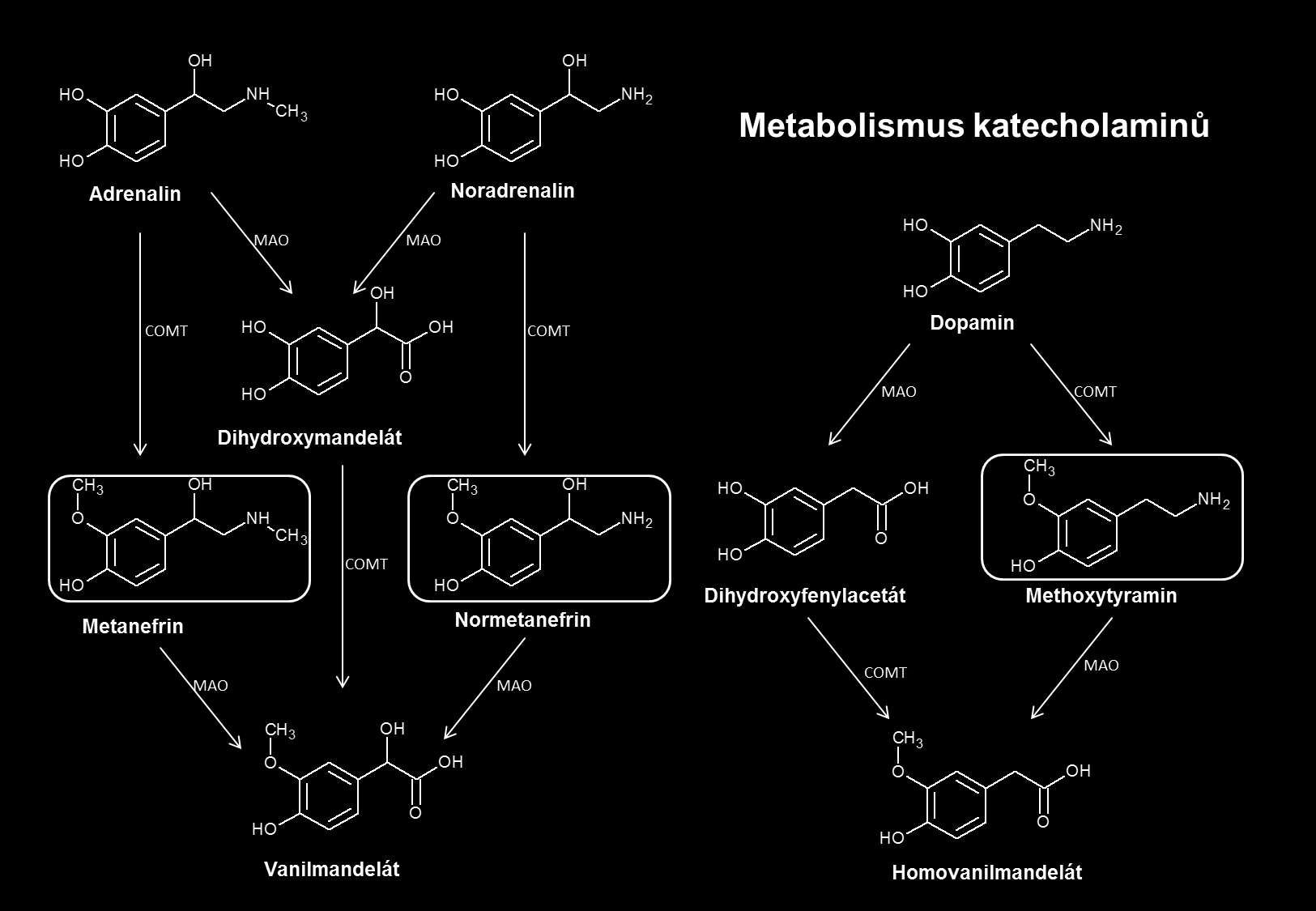 Obr. 1. Metabolismus katecholaminů.