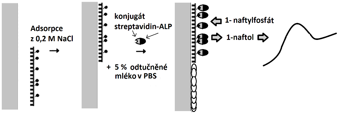 na plazmidu 7. Byly použity plazmidy pt77 obsahující 347 nukleotidů dlouhý úsek p53 cdna a pbluescript (pbsk), který příslušnou sekvenci neobsahuje (obr. 1).