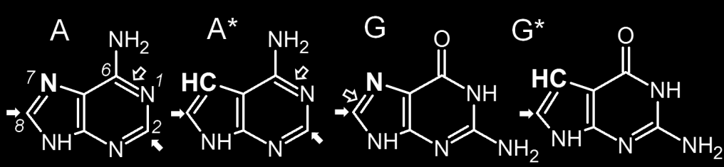 sites of guanine and adenine, according to literature (reviewed in 1, 8 ), are located at C8 or C2 of the purine moieties, respectively (Fig.