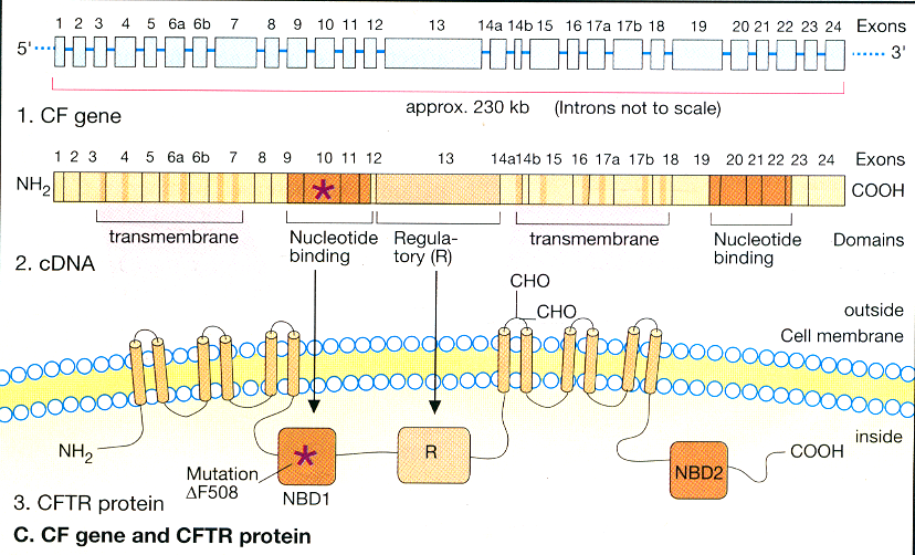 CFTR gen kóduje CFTR protein lokalizován na chromozomu 7 (7q31) 250 kb dlouhý 27 exonů cdna