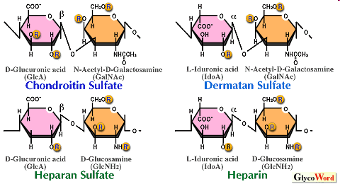 Typy glykosaminoglykanů R = H