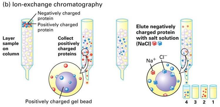 Iontově výměnná chromatografie využívá rozdílné výměnné adsorpce analytů (iontů) na povrchu