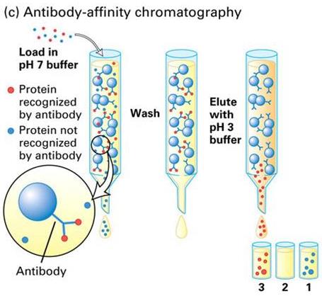 Afinitní chromatografie využívá výjimečné biologické schopnosti některých látek (afinantů, ligandů či afinantních ligandů) specificky a