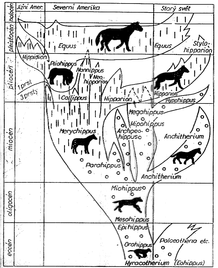 Schéma vývoje koňovitých,