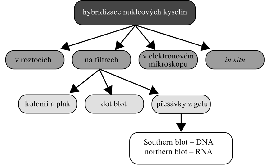 Metody molekulární biologie katalyzuje příslušný enzym reakci, jejímž výsledkem je změna barvy substrátu nebo jeho rozpustnosti, emise světla, případně fluorescence.