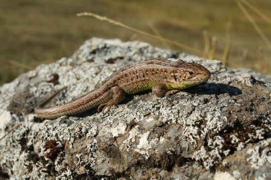 Lacerta agilis čistě z kamene či koridor vinoucí se jejím středem, o němž jsem si nebyl jist, je-li cestou či kanalizací.