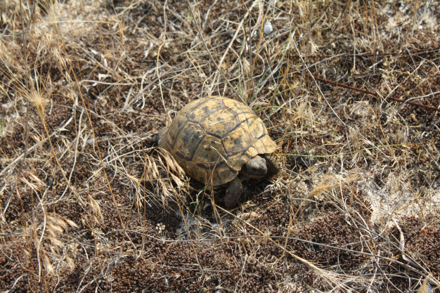 Testudo graeca, foto: Daniel Koleška nedostatek minerálů...), a tak želvy mají různě zdeformovaný krunýř, ač je to na první pohled výrazněji neomezuje.