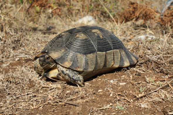 Testudo hermanni, foto: Daniel Koleška exkrementy, jelikož i to vypovídá o chovatelské péči.