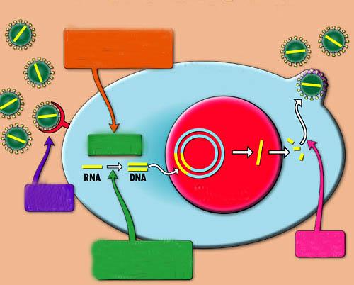 Retrovirus = ssrna (virus HIV) - reverzní transkriptáza - provirus Nukleotidové inhibitory reverzní transkripce hostitelská buňka reverzní transkriptáza Inhibitory fúze jádro ne -nukleotidové