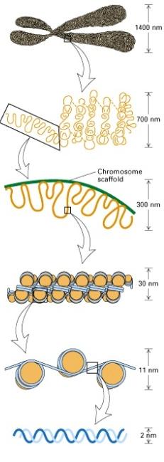 biologické nanostroje molekulární motory DNA jako buněčná paměť DNA a tvorba kompaktnějších