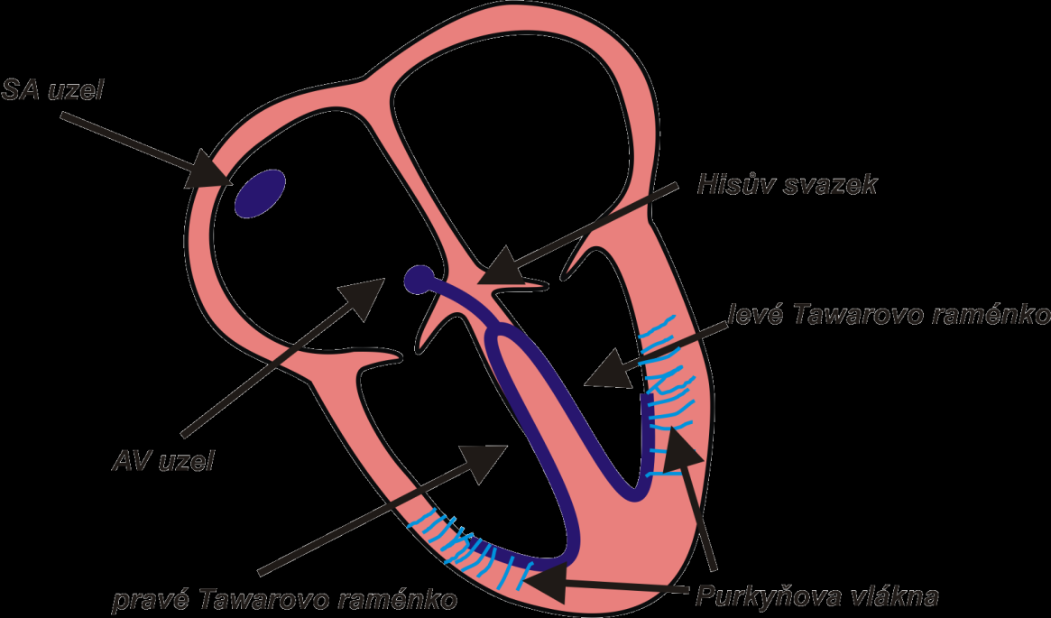 Převodní systém Frekvence depolarizací: Ø SA uzel cca 72 tep/min Ø AV