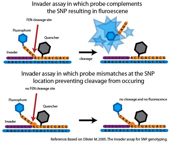 assay (Flap