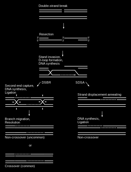 Obr.: Schéma modelů rekombinace: DSBR a SDSA.