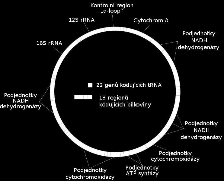 IV.4 REPLIKACE MITOCHONDRIÁLNÍ DNA (mtdna) Mitochondrie jsou semiautonomní organely. Jejich dělení není spřaženo s buněčným dělením (karyokinezí, ani cytokinezí).