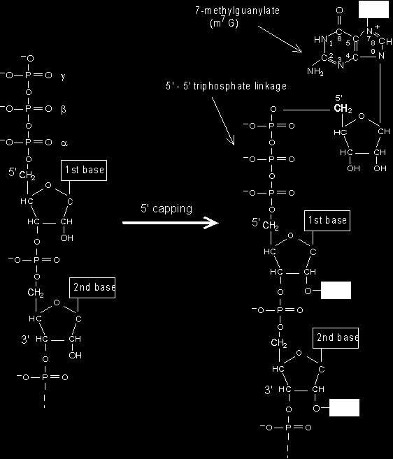 Obr.: Čepička (cap) na 5 -konci hnrna. Legenda: všimněte si atypické 5-5 trifosfátové vazby mezi m 7 G a prvním ribonukleotidem řetězce hnrna. Zdroj: http://www.web-books.