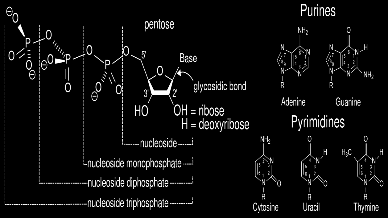 glykozidová vazba mezi sacharidem a purinovou bází může být antiklinální nebo synklinální. Popsané jevy se tak spolupodílejí na výsledné konformaci nukleových kyselin.